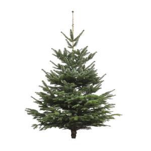 Echte kerstboom - Nordmann-spar - vers geslagen kerstboom dennenboom (spar, 140-160 cm)
