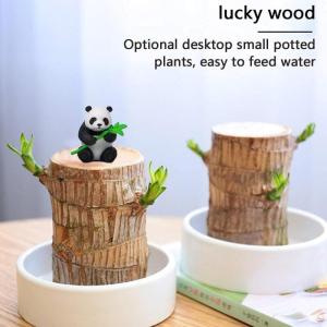 Braziliaans gloeiend hout, Braziliaanse houten plant, mini gelukshhout uit Braziliaanse houten plant met monnikstandbeelden, desktopplant, Braziliaanse houtplant, stomp