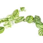 Ontwerp kunstmatige hangende planten