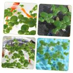 1 Satz Wasserlinsen-Kunststoff Künstliche Pflanzen Artificial Pflanzen Simulierte Wasserpflanzen Künstliche Landschaftspflanzen Simulation Schwimmende Entengrütze Plastik 90st