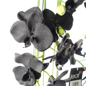 Realistische künstliche Orchideenpflanzen, vollständig getopft
