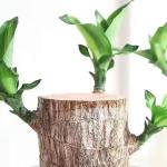Braziliaans gloeiend hout, Braziliaanse houten plant, mini gelukshhout uit Braziliaanse houten plant met monnikstandbeelden, desktopplant, Braziliaanse houtplant, stomp