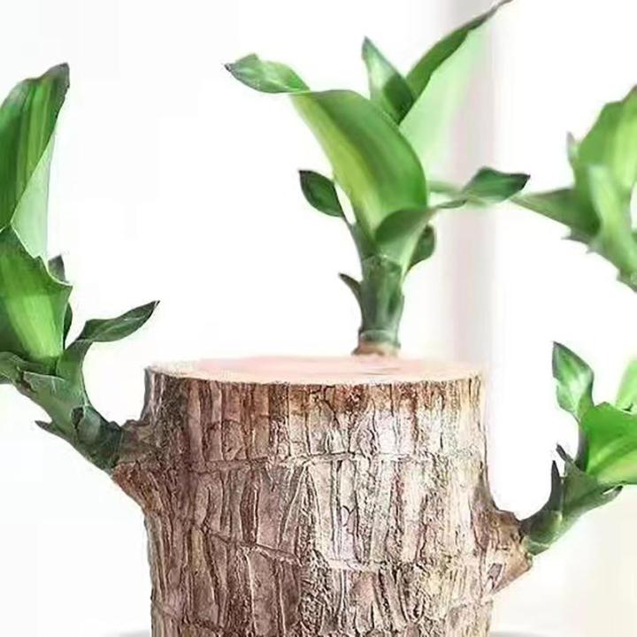 Braziliaans gloeiend hout, Braziliaanse houten plant, mini gelukshhout uit Braziliaanse houten plant met monnikstandbeelden, desktopplant, Braziliaanse houtplant, stomp