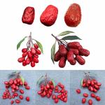 Künstliches Rotdatum, realistisches Jujube-Ornament, simuliertes getrocknetes Nussmodell für Fotografie, Bürodekorationen