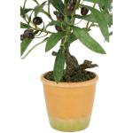 Kunstmatige olijfboom met zwarte vruchten, 57 cm, olijf, mediterrane kunstplant, olijfboom, groene plant, kunstboom, decoratieboom, sierplant, boom, bomen, planten, Toscane, potpla