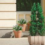 , 6 stuks, zoals echte madeliefjes, , decoratieve bloemen, kleine bloemen, knutselen voor tuin, bruiloft, feest, huis, doe-het-zelf 1304