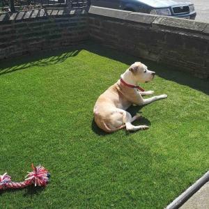 Kunstrasen, Kunstrasen, 25 cm, Kunstrasen, Astroturf-Teppich, für drinnen und draußen, Grasteppiche für die Terrasse mit Abflusslöchern für Hunde, Garten, Rasen, Landschaft, B