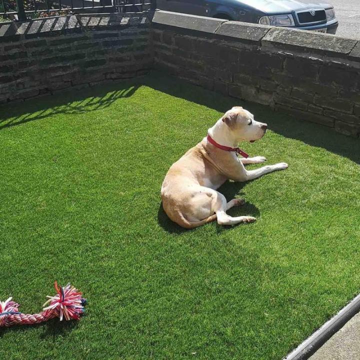 Kunstrasen, Kunstrasen, 25 cm, Kunstrasen, Astroturf-Teppich, für drinnen und draußen, Grasteppiche für die Terrasse mit Abflusslöchern für Hunde, Garten, Rasen, Landschaft, B