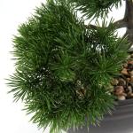 Kunstbonsai Natuurgetrouwe kunstplant, kunstboom, bonsai, ceder, grenen, podocarpus, plastic plant, kunstplant met keramische pot in zwart, voor badkamerdecoratie, desktop, kantoor