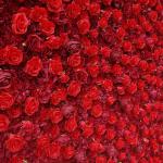 Kunstblumen-Rosenwand, Rote Hintergrundwand Mit Hoher Dichte, Seidenhortensien-Blumenpanel Für Fotohintergrund Home Party Hochzeitshintergrund(2 * 2m/6.5 * 6.5ft)