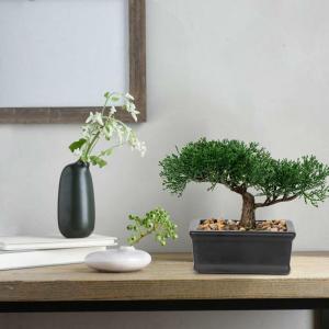 Kunstbonsai natuurgetrouwe kunstplant bonsai ceder kunstboom kunstplant met keramische pot in zwart voor badkamer decoratie kantoor vensterbank