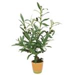Kunstmatige olijfboom met zwarte vruchten, 57 cm, olijf, mediterrane kunstplant, olijfboom, groene plant, kunstboom, decoratieboom, sierplant, boom, bomen, planten, Toscane, potpla