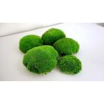 Hello Moss Geconserveerde mosballen, 5 stuks, mosdecoratie voor jou, geconserveerd bolmos voor je huis, maak een mosafbeelding, geschikt als mos voor terraria en bossen in glas