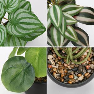 Set van 3 als echte kunstkamerplanten, decoratieve planten voor woonkamer, badkamer, hoogte ca. 15 cm, in zwarte keramische pot