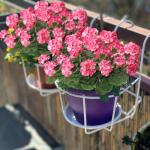 , 6 bundels voor binnen en buiten, , decoratie, , uv-bestendig, geraniumstruik voor hangende tuin, veranda, raam, box, decoratie, roze