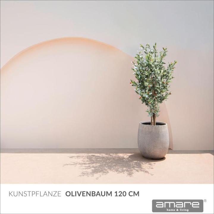 Olijfboom 50 x 50 x 120 cm