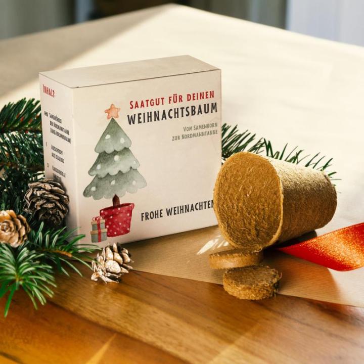 Nordmann Kerstboomkweekset als vulling voor adventskalender, mini-cadeau als idee voor de adventskalender voor vrouwen en mannen, Nordmann-dennenboom om zelf te planten