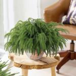Norfolk Pine Kunstdennentakken, decoratie, Kerstmis, 45 cm, realistische kersttakken, Norfolk Xmas takken, doe-het-zelf, echt gevoel, groen, voor Kerstmis, binnen, 5 stuks