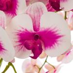 Künstliche Orchidee Kaskaden Blumenstrauß Creme und Rosa im Topf Anthrazit H 115 cm Heimbüro Dekoration, Kunstpflanze Orchidee, Kunstblume, Künstliche Orchidee im Topf