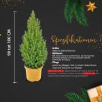 - Echte kerstboom - kerstboom - kerstboom in rode pot - mini-kerstboom - dennengeur - kleine kerstboom (zonder sneeuw, 90-100 cm)