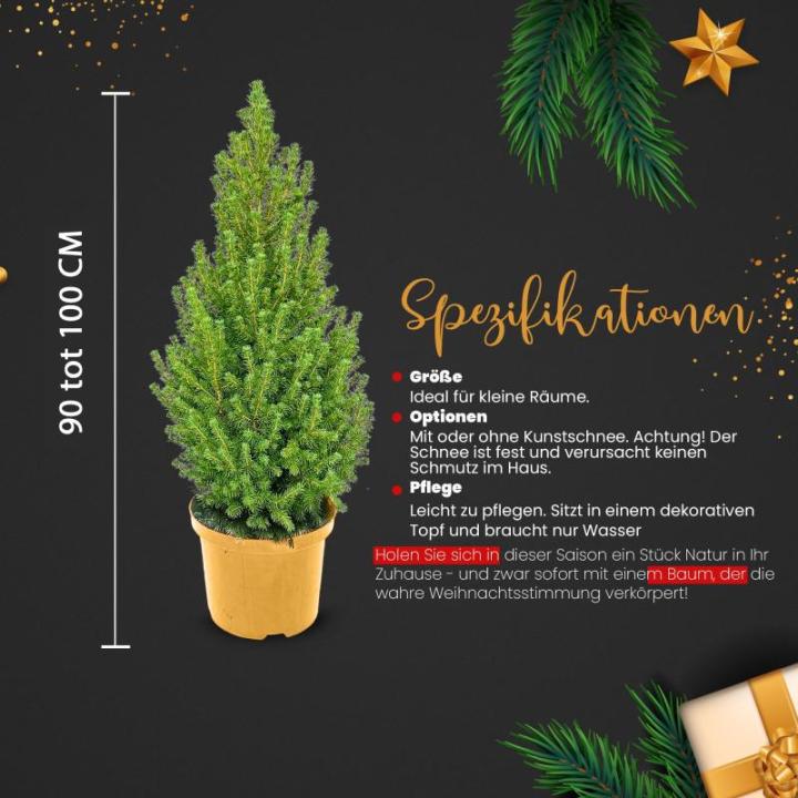 - Echte kerstboom - kerstboom - kerstboom in rode pot - mini-kerstboom - dennengeur - kleine kerstboom (zonder sneeuw, 90-100 cm)