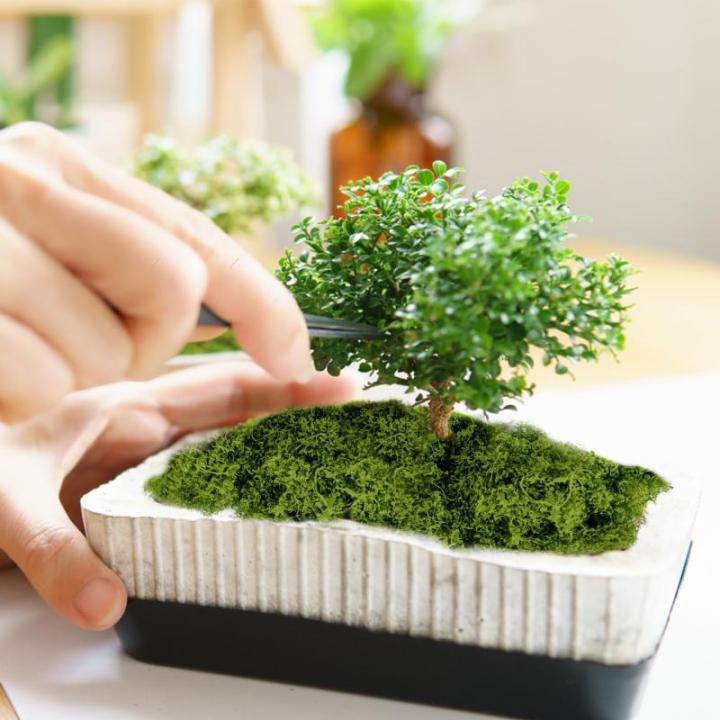 150 g kunstmos om te decoreren, kunstmos om te knutselen, kunstmos, decoratieve kunstmos, kunstmos, kunstmos, kunstmos, kunstmos, kunstmos, kunstmos, kunstmos, knutselmos voor muur