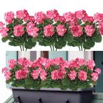 , 6 bundels voor binnen en buiten, , decoratie, , uv-bestendig, geraniumstruik voor hangende tuin, veranda, raam, box, decoratie, roze