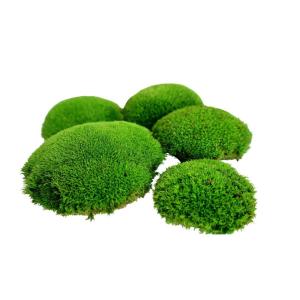 Hello Moss Geconserveerde mosballen, 5 stuks, mosdecoratie voor jou, geconserveerd bolmos voor je huis, maak een mosafbeelding, geschikt als mos voor terraria en bossen in glas