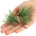 50 x strooidecoratie, decoratieve dennentakken om te strooien, decoratieve takken als knutselbenodigdheden, verfraait geschenken en potpourris (50 stuks, dennentakken)