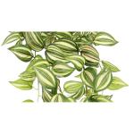 Kunstmatige Tradescantia hanger klimop ranken slinger, kunstplant struik plant rankende plantenhanger kamerplant klimop, klimop, 151723GNR, ca. 80 x 28 x 26 cm