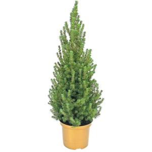 - Echte kerstboom - kerstboom - kerstboom in rode pot - mini-kerstboom - dennengeur - kleine kerstboom (zonder sneeuw, 90-100 cm)