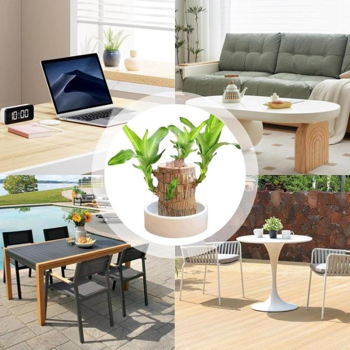 Braziliaans gloeiend hout, Braziliaanse houten plant, mini gelukshhout uit Braziliaanse houten plant met monnikstandbeelden, desktopplant, Braziliaanse houtplant, stomp