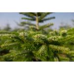 Echte Nordmann-kerstboom uit het Sauerland, groen
