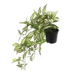 Tradescantia Kunsthanger met pot, set van 2 , Tradescantia, hangende decoratie, hangplant, slinger, plantenhanger, lichtslinger, groene plant, kamerplant, klimop, klimop, klimop, k