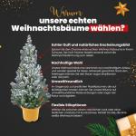 - Echte kerstboom - kerstboom met sneeuw - kerstboom in gouden pot - mini kerstboom - witte kerstboom - 90-100 cm