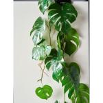 Set van 2 Split Philodendron-slinger, 104 cm, groen