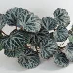 Ontwerp UK Realistische Kunstmatige Bladplant met Pot