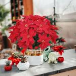 3 stuks kunstkerststerren, kunstbloemen, rood, kunstbloemen, kerstbloemen, kerstboeket, kunstkerststerren, decoratie, kerstdecoratie voor feest, kerstdecoratie