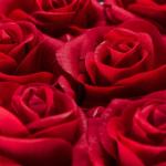 Rozenbox hart, 18 rozen, stevige bloemenbox, zwart, 10 jaar houdbaar, cadeau-idee, decoratieve bloemenbox, rood, 13 x 21 x 19 cm