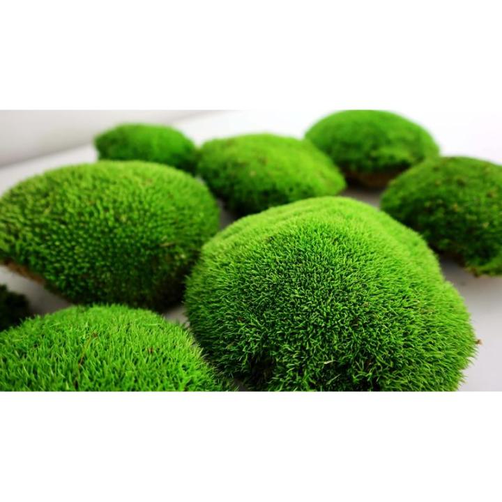 Hello Moss geconserveerd mos 8 stuks - mosdecoratie voor jou - kogelmos geconserveerd voor je huis - maak een mosafbeelding - geschikt als mos voor terraria en bossen in glas