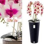 Künstliche Orchidee Kaskaden Blumenstrauß Creme und Rosa im Topf Anthrazit H 110 cm Heimbüro Dekoration, Kunstpflanze Orchidee, Kunstblume, Künstliche Orchidee im Topf