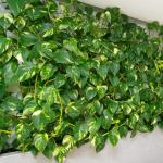 78Ft 12 stks Zijde Kunstmatige Ivy Wijnstok Hangende Bladeren Plant Greenery Decor Party Thuis Tuin Bruiloft Muurdecoratie