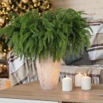 Norfolk Pine Kunstdennentakken, decoratie, Kerstmis, 45 cm, realistische kersttakken, Norfolk Xmas takken, doe-het-zelf, echt gevoel, groen, voor Kerstmis, binnen, 5 stuks