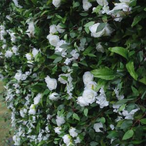 Hochdichte Simulierte Pflanzenwand, Grüner Hintergrund, Künstliche Wand, Blumen-Hintergrund, 3D-Seide, Hortensie, Blumenpanel Für Fotohintergrund, Home, Party, Hochzeit, Hinterg