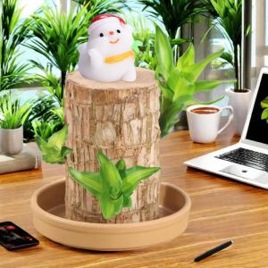 Braziliaanse planten indoor geluksholt plant set kleine mini-plant desktopplanten Braziliaanse houtplant met monniken Braziliaans hout plantenstronk hout hydrocultuurplant