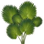 Set van 6 met Monstera-bladeren, echt voor boho-bruiloftsdecoratie, tropische palmbladeren, decoratie voor thuis, feest, keuken, doe-het-zelf bloemstuk