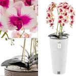 Künstliche Orchidee Kaskaden Blumenstrauß Creme und Rosa im Topf Weiß H 110 cm Heimbüro Dekoration, Kunstpflanze Orchidee, Kunstblume, Künstliche Orchidee im Topf
