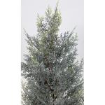 Zeder/Konifere in Schneeoptik im Topf GA künstliche Thuja Pflanze Kunstbaum Dekobaum (60x30cm)