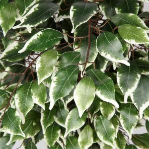 Benjamini Ficus, , grote kunstboom, kamerplant, decoratie met echte houten stam, voor kantoor, decoratie, slaapkamer, eetkamer, binnen, buiten, groen/wit, 123 cm