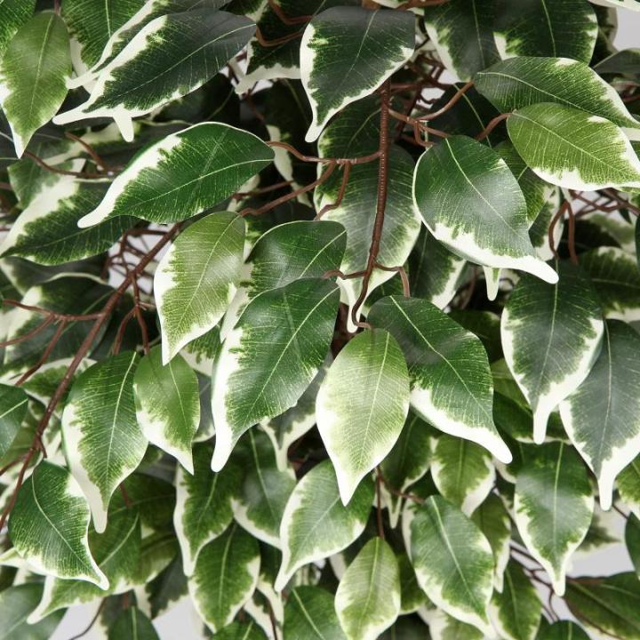 Benjamini Ficus, , grote kunstboom, kamerplant, decoratie met echte houten stam, voor kantoor, decoratie, slaapkamer, eetkamer, binnen, buiten, groen/wit, 91 cm